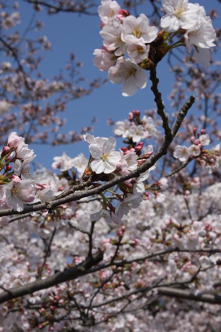 三の丸の桜.jpg