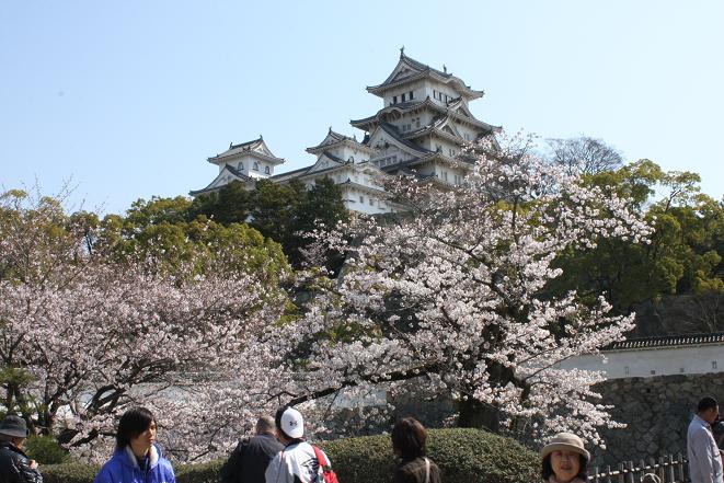 三国堀の桜.jpg