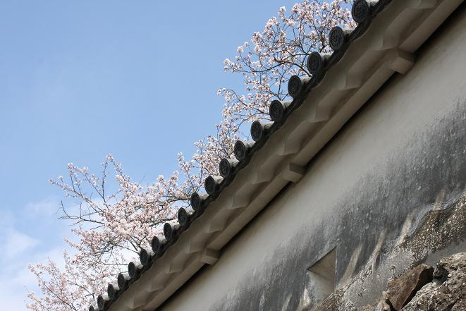 塀と桜.jpg