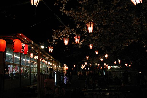 夜桜2.jpg