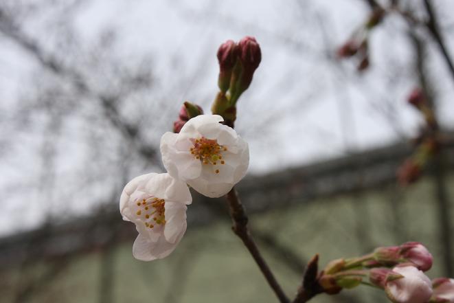 大三島の桜.jpg