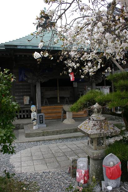 大師堂と桜.jpg
