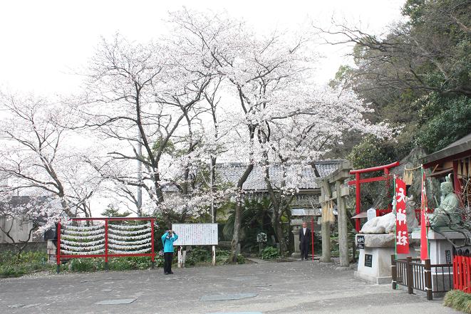 天神社の桜.jpg