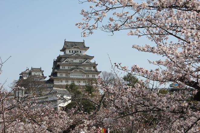 姫路城と桜.jpg
