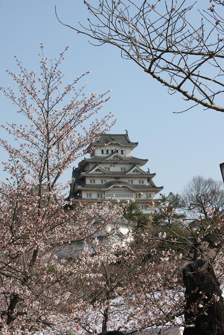 姫路城と桜2.jpg