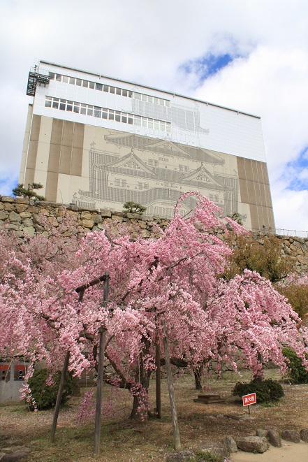 姫路城の桜.jpg