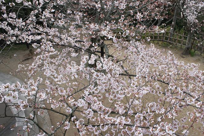 展望台の桜.jpg
