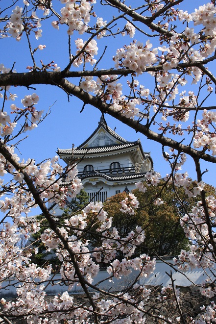 岸和田城の桜.jpg