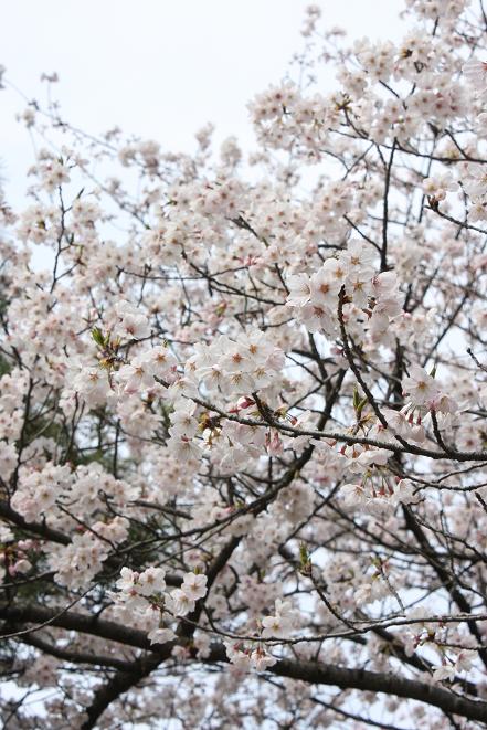 御堀端の桜.jpg