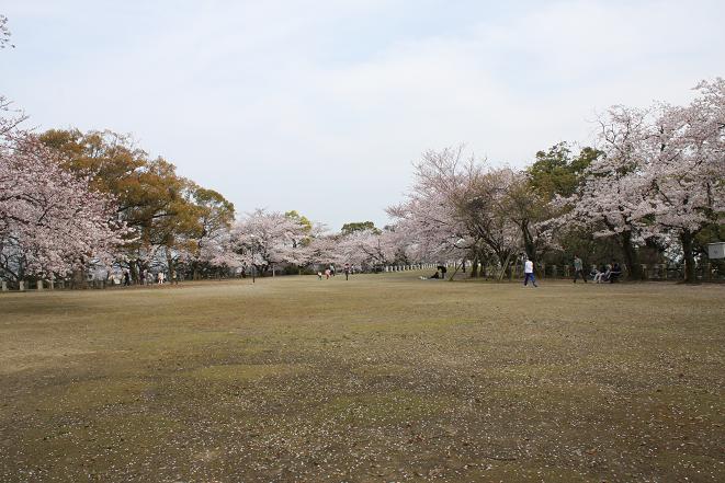 本丸の桜.jpg