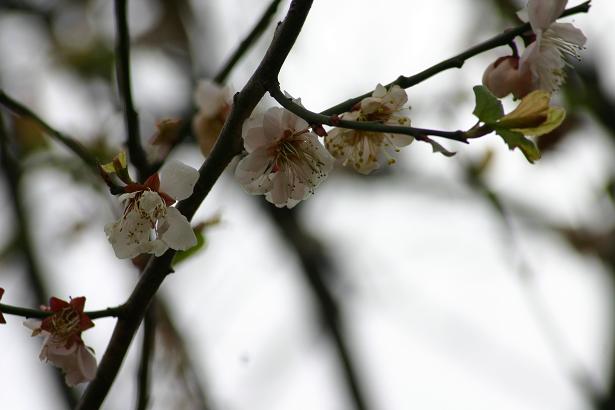 本丸の桜.jpg
