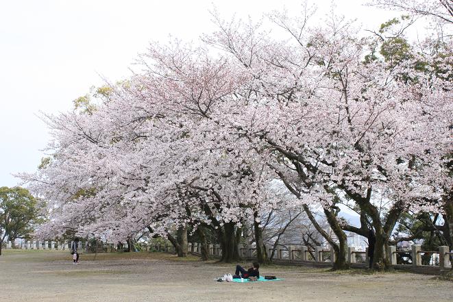 本丸の桜2.jpg