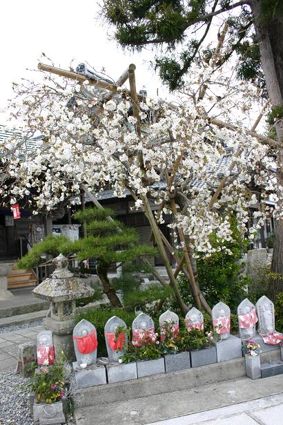 桜とお地蔵さん.jpg