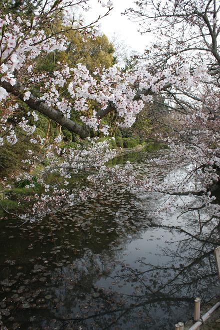 桜と内堀.jpg