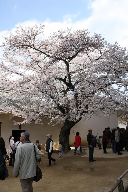 桜と塩櫓.jpg
