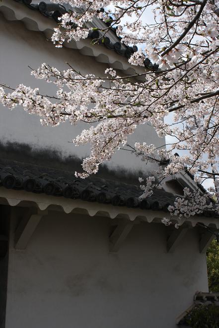 桜と白壁.jpg