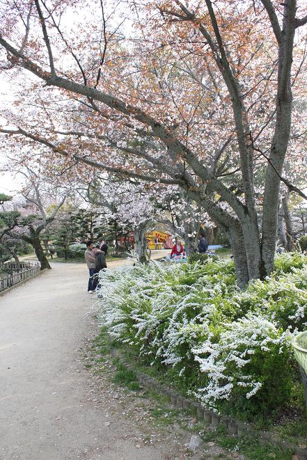桜と雪柳.jpg