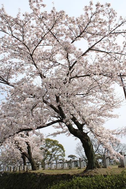 桜の.jpg