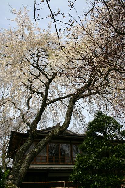 桜の大木.jpg