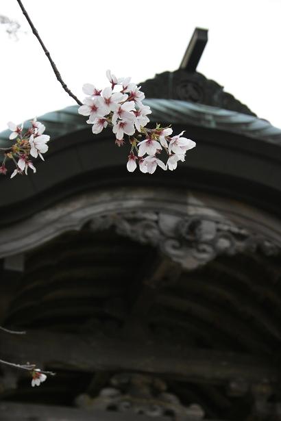 桜の枝.jpg