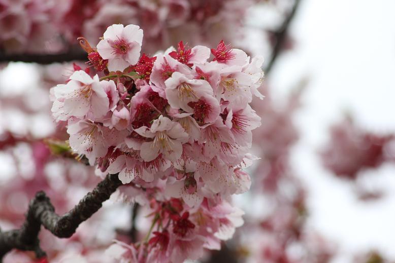 桜の花.jpg