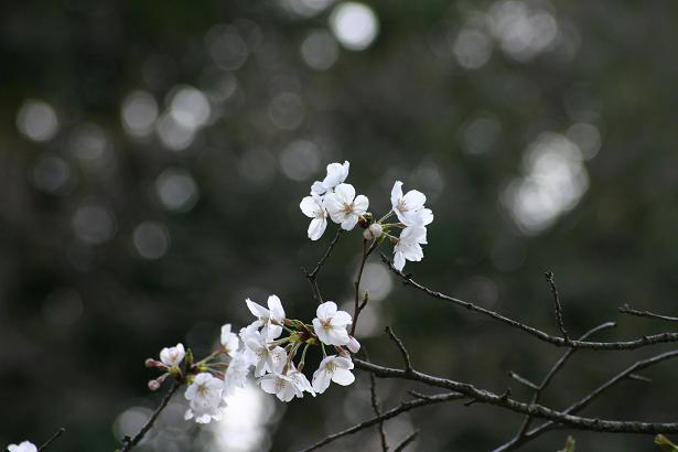 桜の花2.jpg