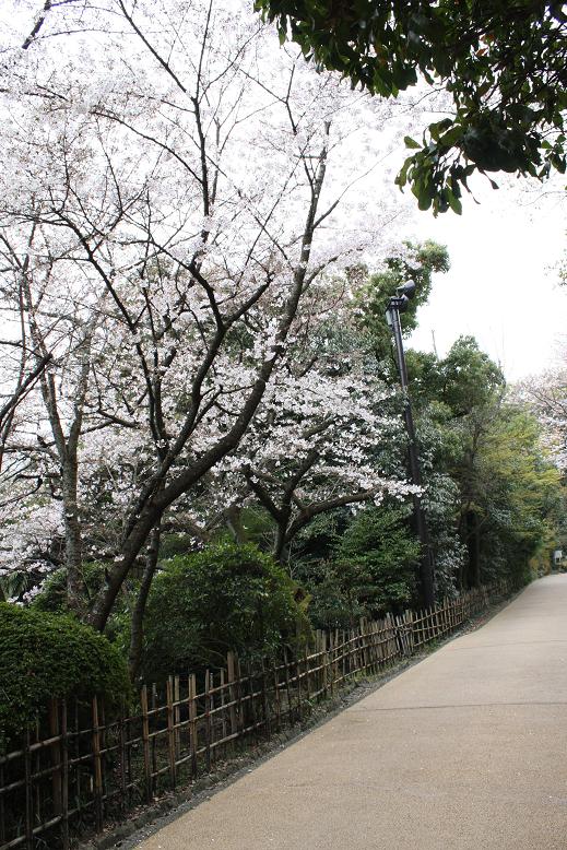桜の道.jpg