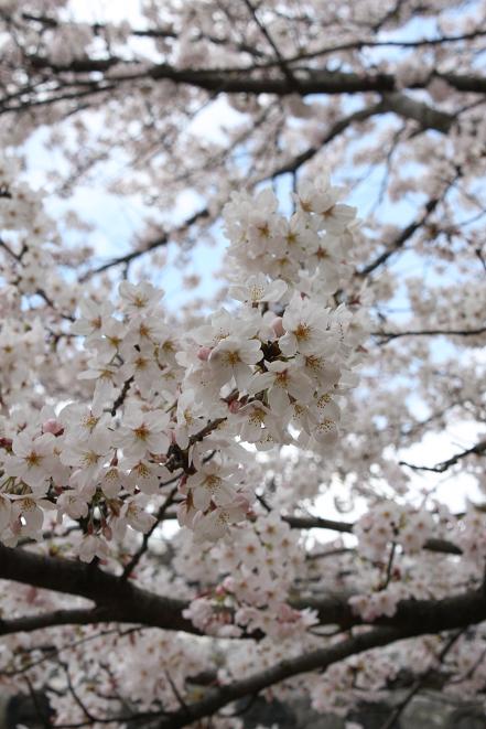 桜を見上げる.jpg