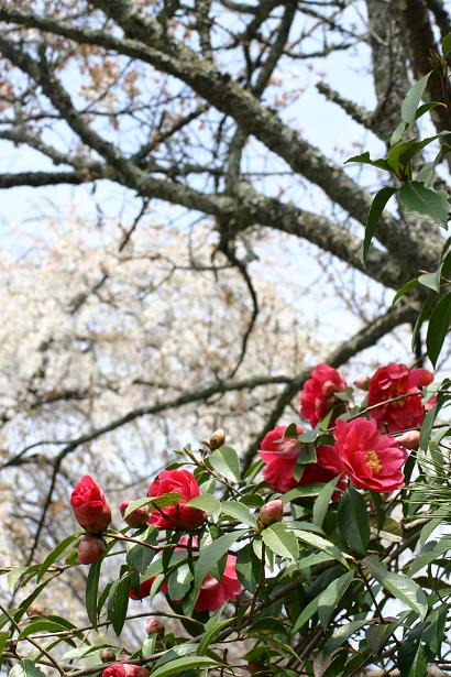 椿と桜.jpg