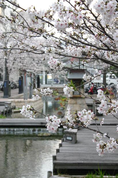 水路と桜.jpg