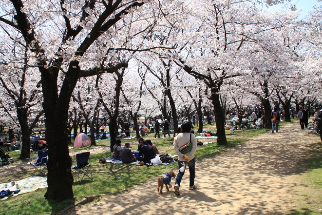浜寺公園の桜.jpg