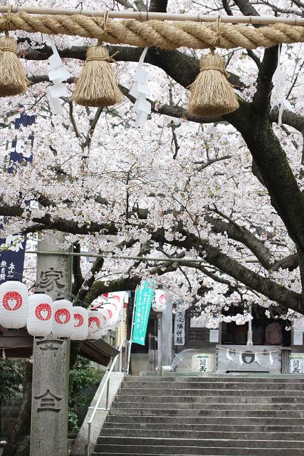 神社の桜.jpg