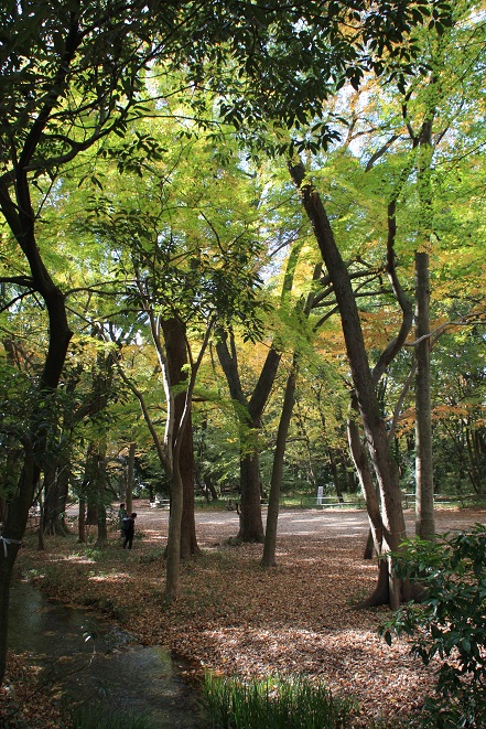 糺の森.jpg