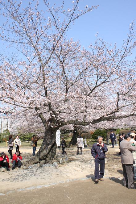 西の丸の桜.jpg