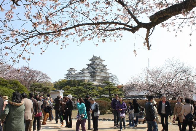 西の丸の桜と姫路城.jpg