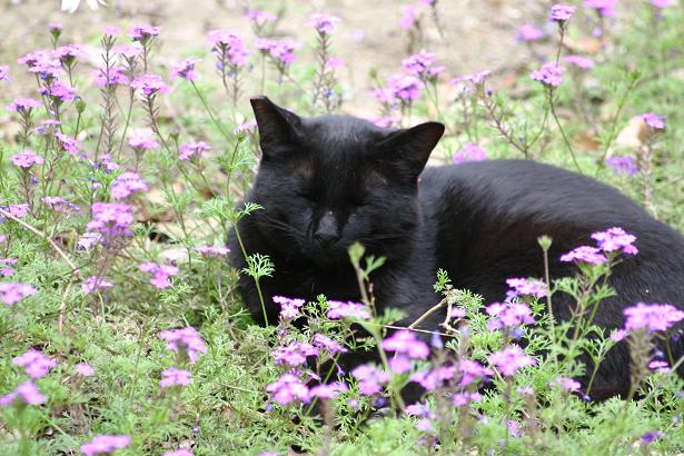 黒猫と花.jpg