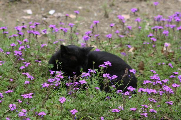 黒猫と花2.jpg