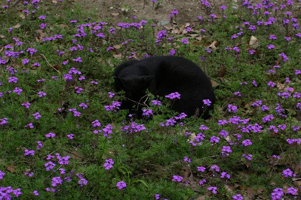 黒猫と花3.jpg
